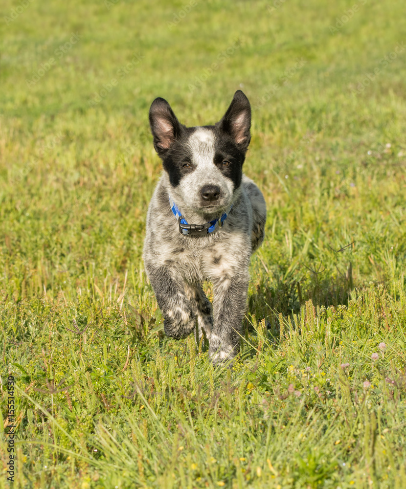 Happy Texas Heeler puppy running towars viewer in green grass Happy Texas Heeler puppy running towars viewer in green grass