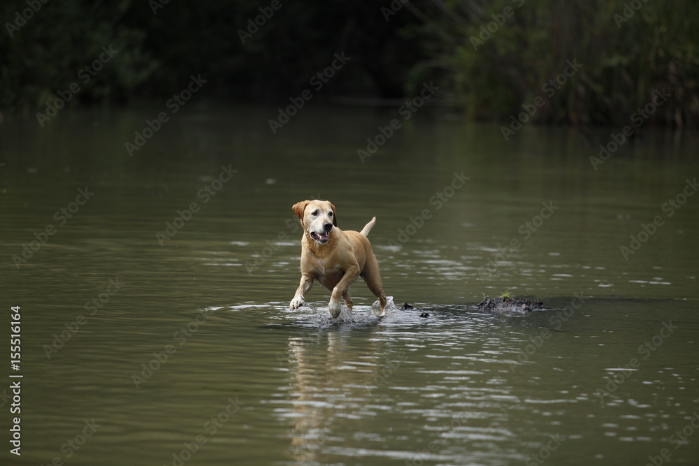 DOG SWIMMING DOG SWIMMING