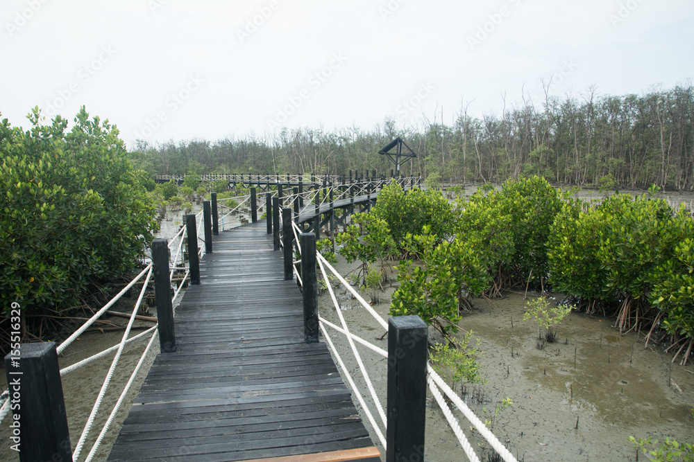 Mangrove forest walkway