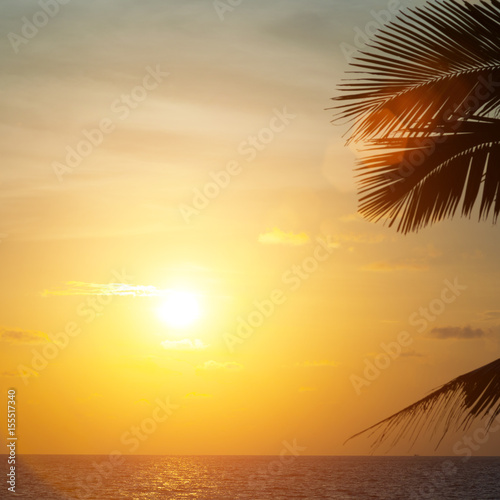 Beautiful sunset with palm