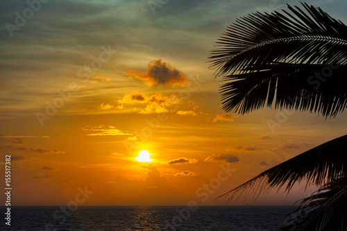 Beautiful sunset with palm