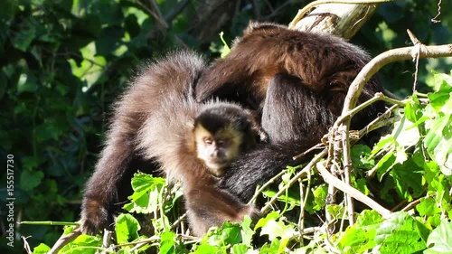 Um macaco-prego catando parasitas em outro. photo