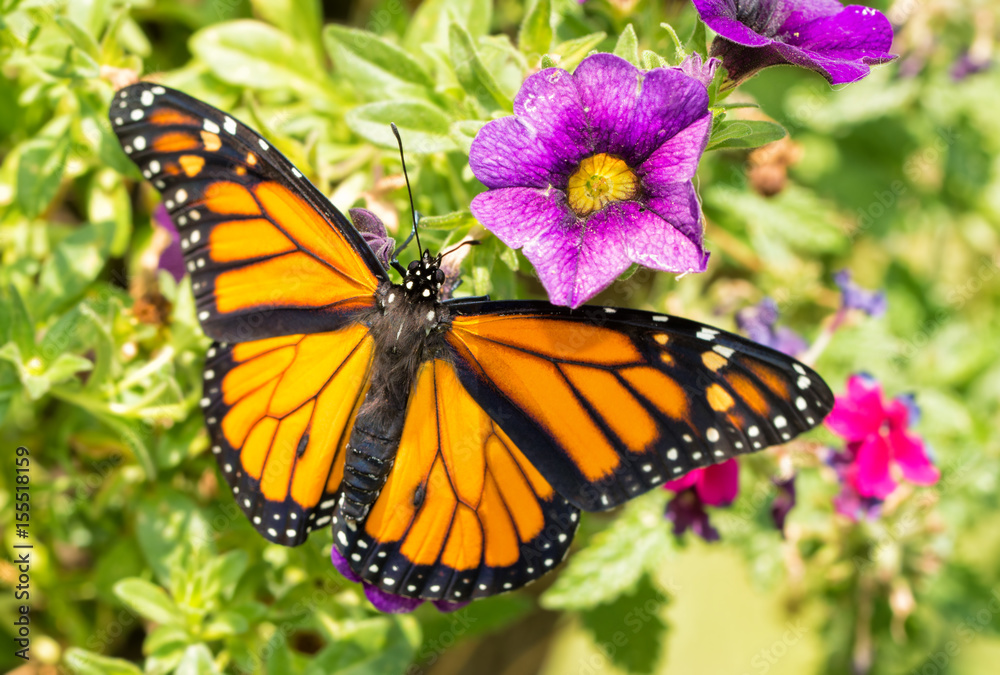 Naklejka premium Dorsal view of a male Monarch butterfly on purple flowers