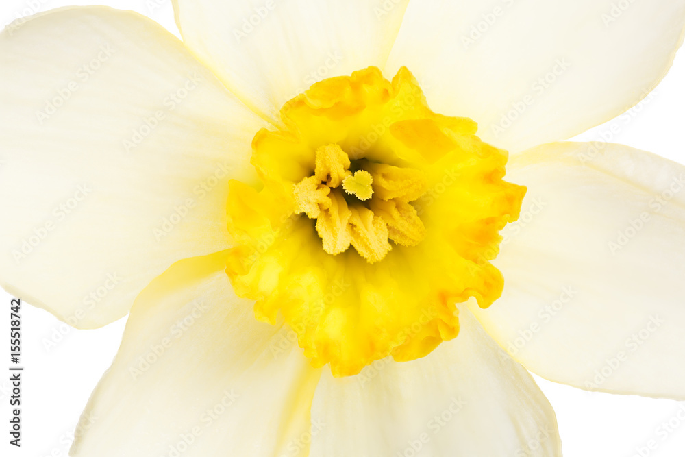 Narcissus flower photographed close-up, isolated on white background.