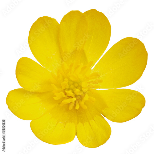 A blossoming buttercup flower is photographed macro. Isolated on white background. photo