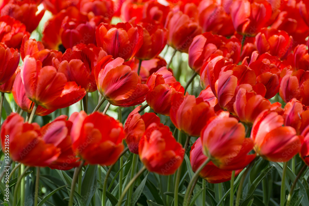 There are many red tulips in the spring garden. There are many red tulips in the spring garden.