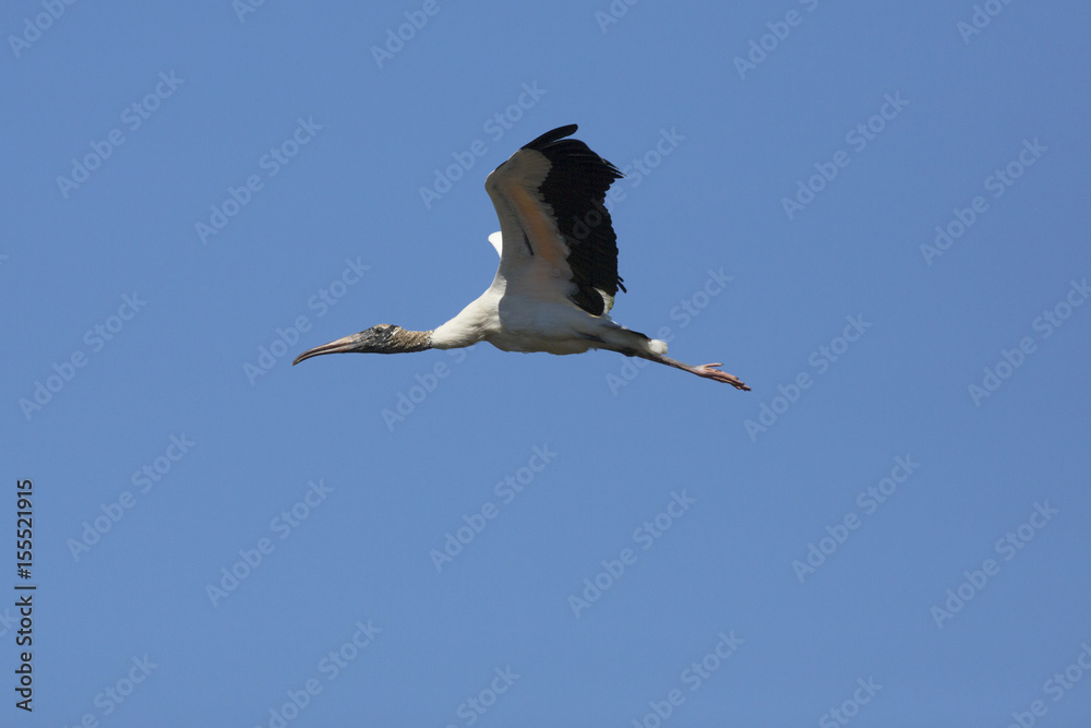 Wood stork flying in a clear blue sky in Florida.
