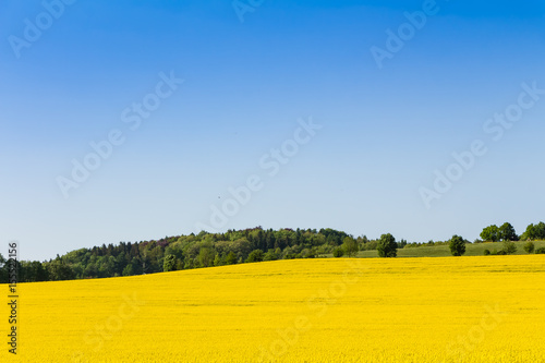 Gelbe Bl  ten im Rapsfeld und blauer im Himmel mit Wolken - Fr  hling im Mai