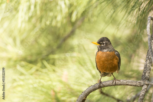 American Robin