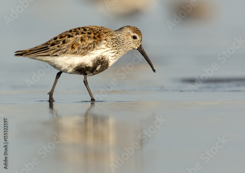 Dunlin at Sunset photo