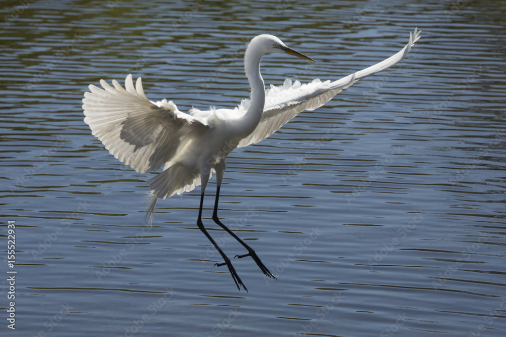 Great egret landing in the water in Florida. Great egret landing in the water in Florida.