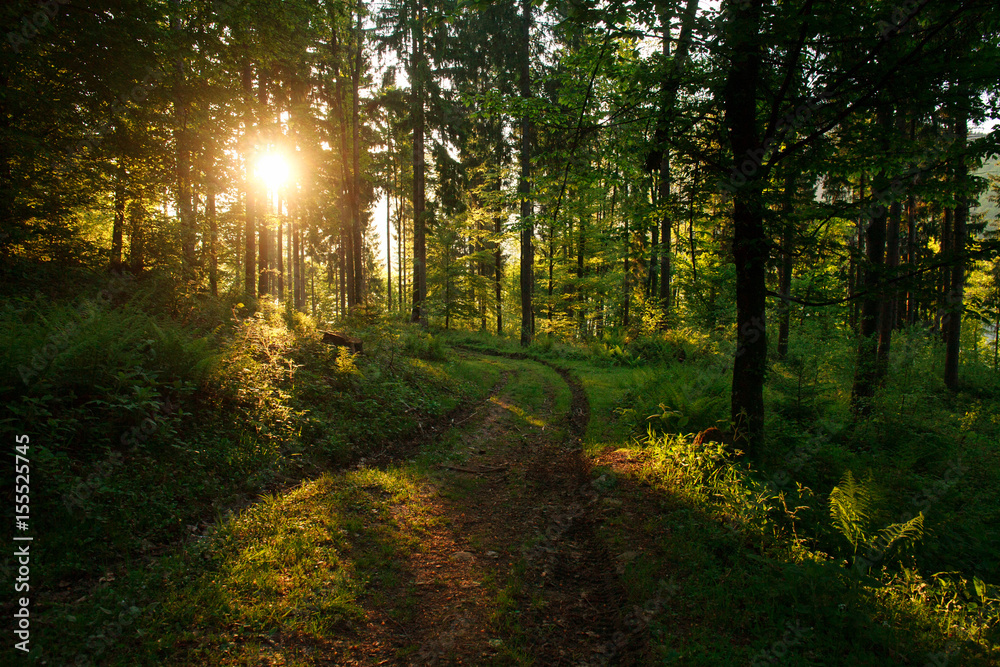 Fototapeta premium Road in green wild forest at sunset background