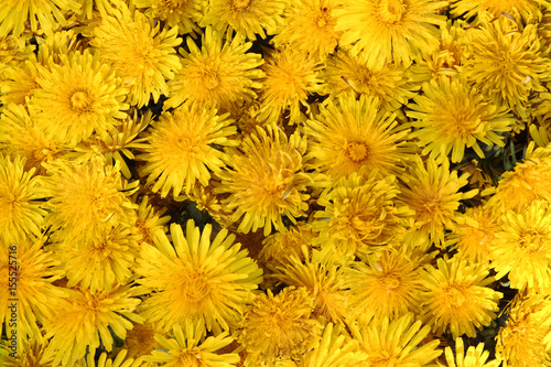 Yellow flowers of dandelions closeup for background.