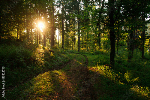  Road in green wild forest at sunset background © okostia