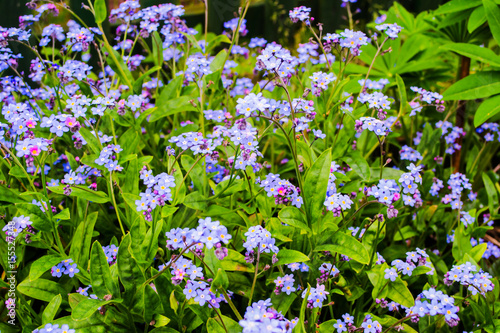 Myosotis flowers in the garden.