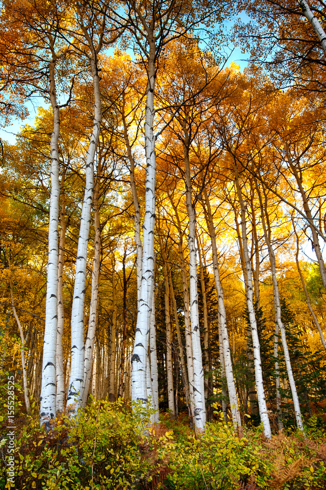 Fototapeta premium Aspen trees in Colorado