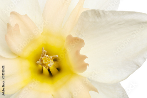 Fototapeta Naklejka Na Ścianę i Meble -  Narcissus flower photographed close-up, isolated on white background.