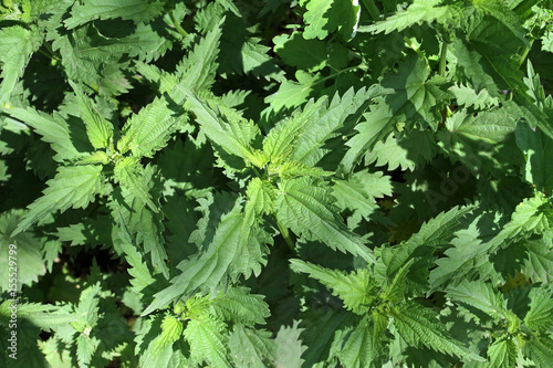 Photography A photo image of green large-leaved plants photographed from above