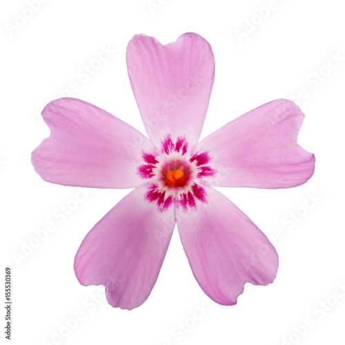 Blossoming flower phlox is photographed macro. Isolated on white background.
