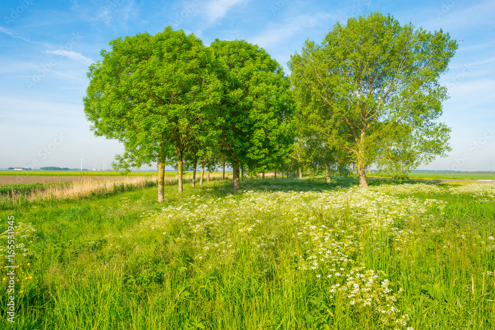Row of trees along a field in spring Row of trees along a field in spring