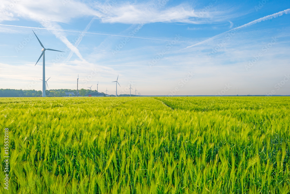 Green wheat field in spring in sunlight