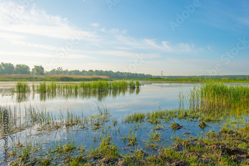 Reed along the shore of a lake in wetland in spring at sunrise