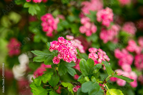 Midland Hawthorn  English  Crataegus oxyacantha laevigata  blossom. Medical herb series.