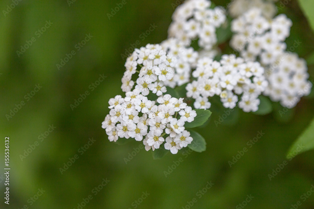 Bridal-wreaths (Spiraea) bush branch in flowers. Trees in blossom series. Bridal-wreaths (Spiraea) bush branch in flowers. Trees in blossom series.