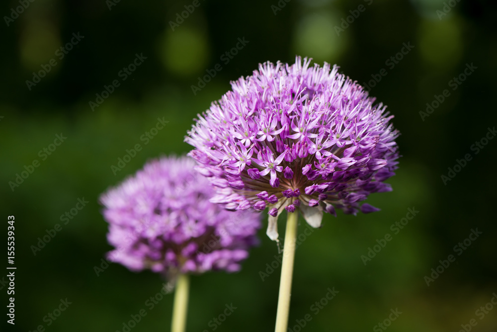 Fototapeta premium Purple flowers of garlic on a dark background
