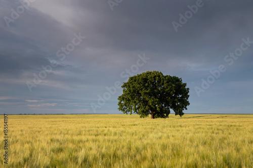 Lonely tree in a cereal field. Selective focus