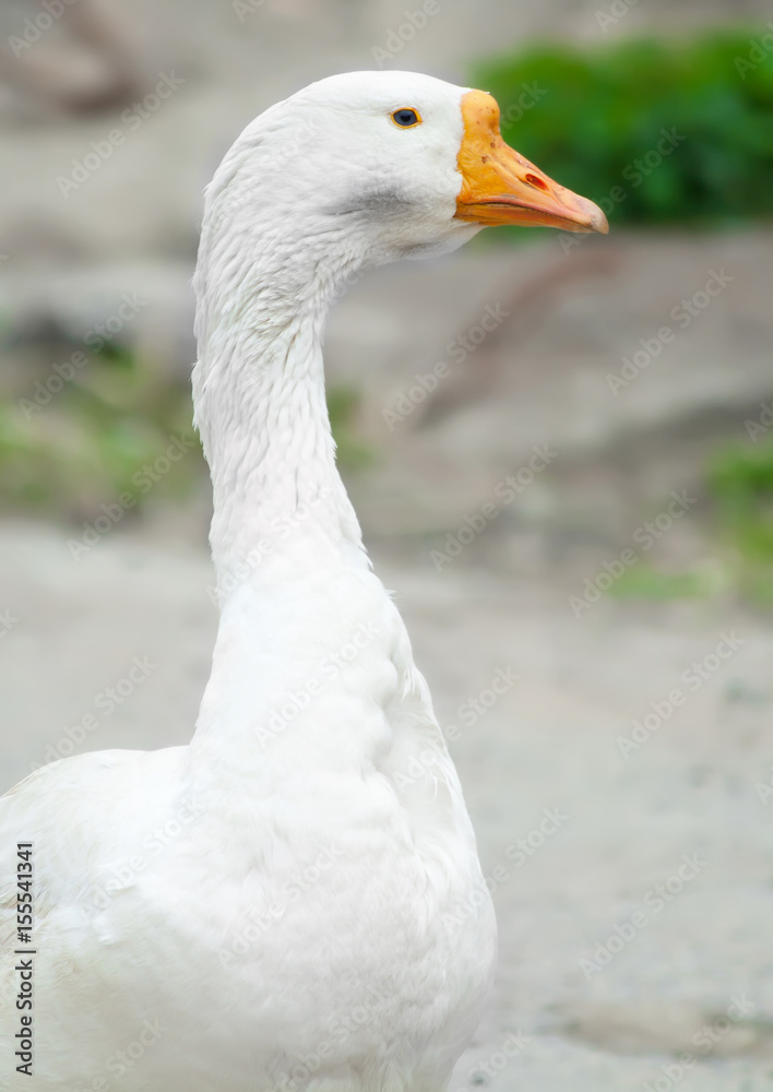 white goose with a bright orange beak and pure white feathers blue eyes on the background of country landscape white goose with a bright orange beak and pure white feathers blue eyes on the background of country landscape