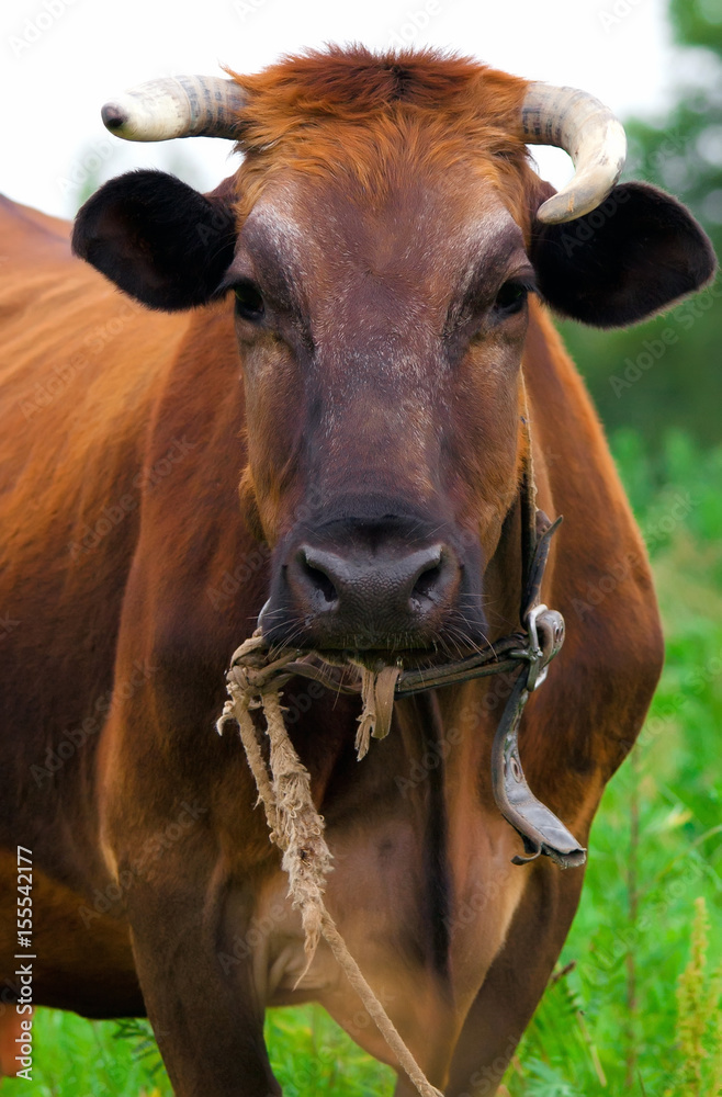 cow red stands on the background smart dark eyes threatened with beautiful horns with soft, rough coat and large nostrils against the background of green rural landscape with lush grass cow red stands on the background smart dark eyes threatened with beautiful horns with soft, rough coat and large nostrils against the background of green rural landscape with lush grass
