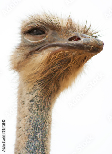  wily ostrich young with a long neck watching intently large beautiful eyes with bright, strong beak and gray feathers on a white background