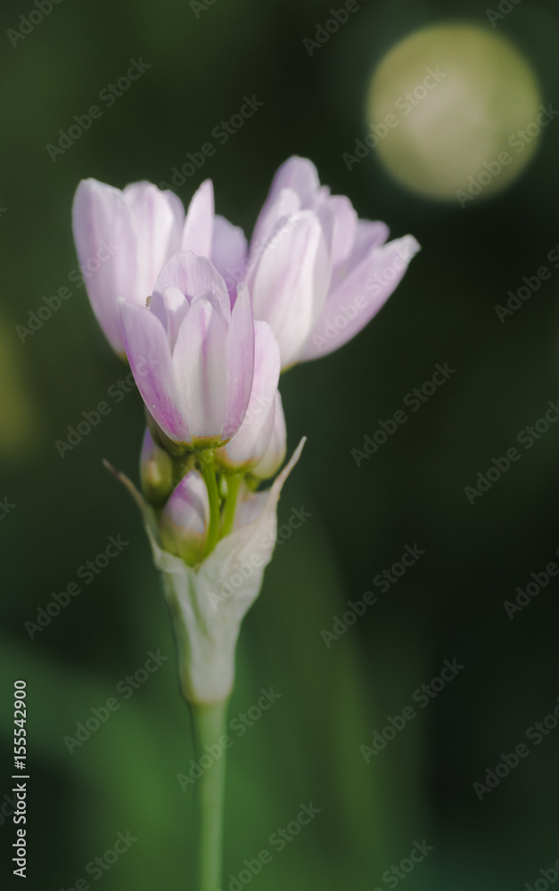Fototapeta premium Wild Garlic Plant flowers against a background with full moon