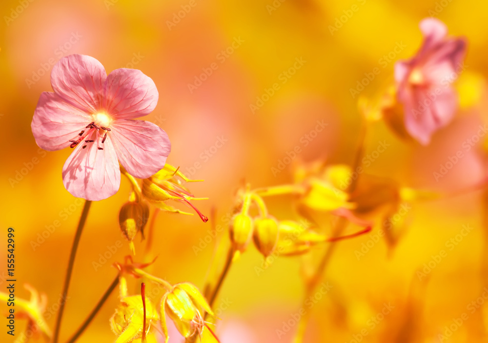 yellow gold abstract natural background of grass and flowers in full bloom taking all the space image yellow gold abstract natural background of grass and flowers in full bloom taking all the space image