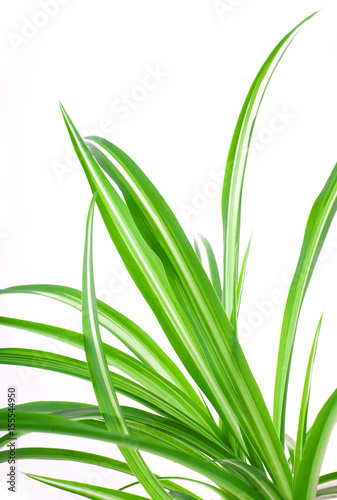 green leaves of grass fresh juicy isolated on a white background with a place for text
