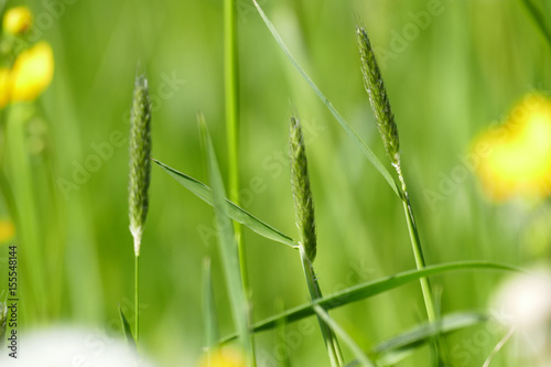 Ackerfuchsschwanz 