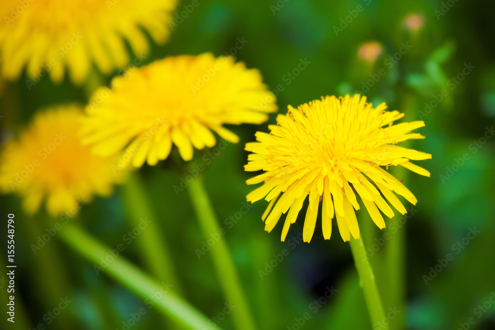 three dandelions on field of yellow dandelions a blindingly bright color on the background of emerald green spring grass clear Sunny day three dandelions on field of yellow dandelions a blindingly bright color on the background of emerald green spring grass clear Sunny day