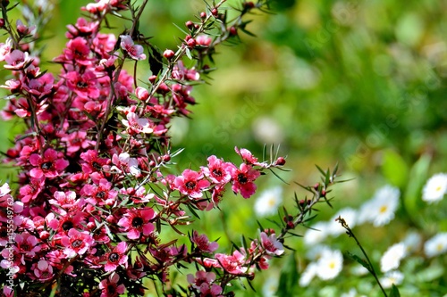 Fleurs de Leptospermum © aquaphoto