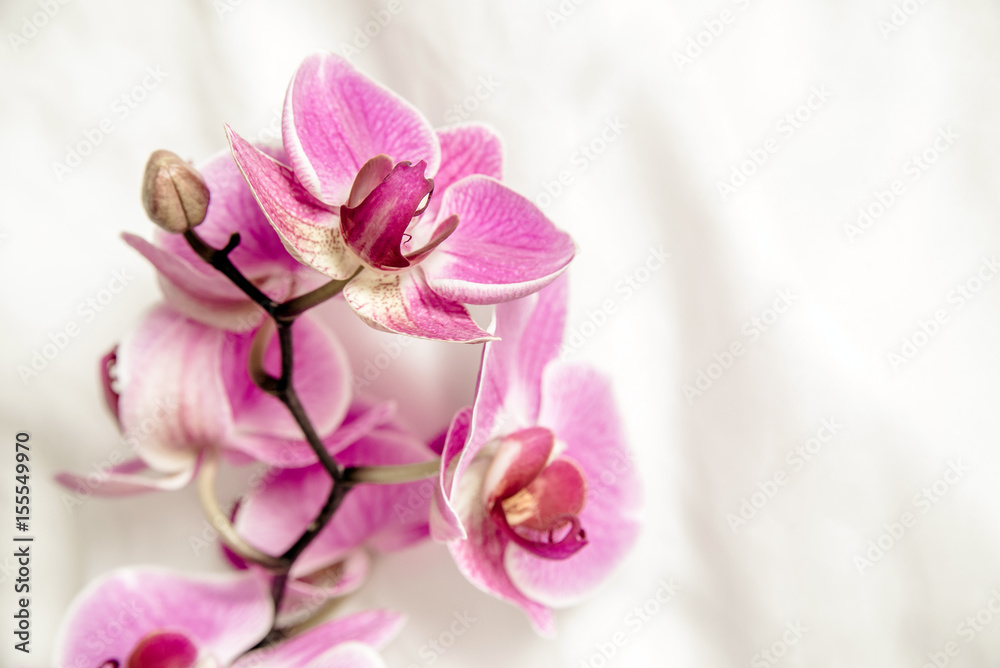The branch of purple orchids on white fabric background The branch of purple orchids on white fabric background