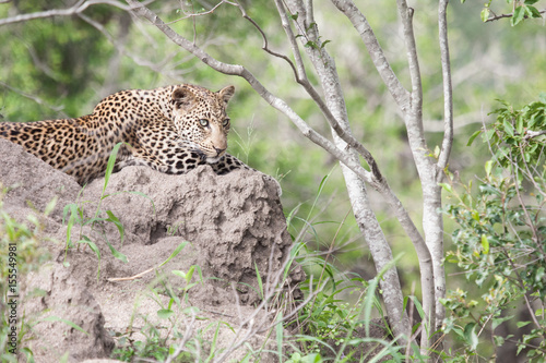 LEOPARD  © STEVE