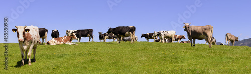 Kühe und Rinderherde auf Weide © Wolfilser