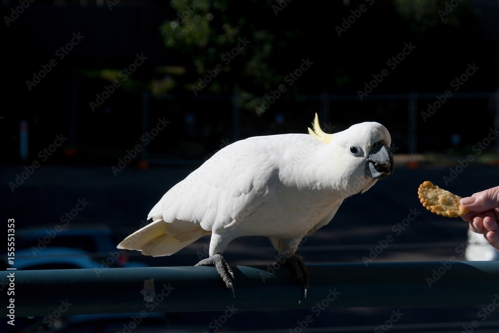 Australian Sulphur-crested Cockatoo being fed  a cracker. Cacatua galerita,
