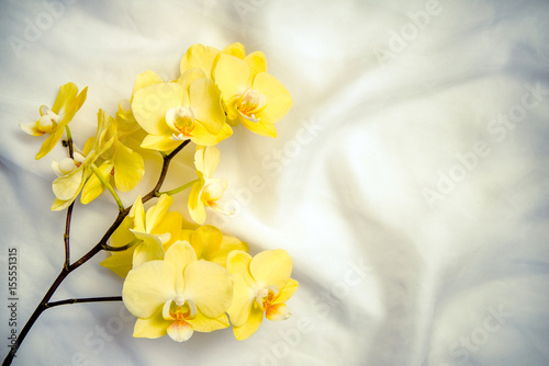 The branch of yellow orchids on white fabric background 