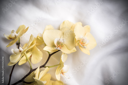 The branch of yellow orchids on white fabric background