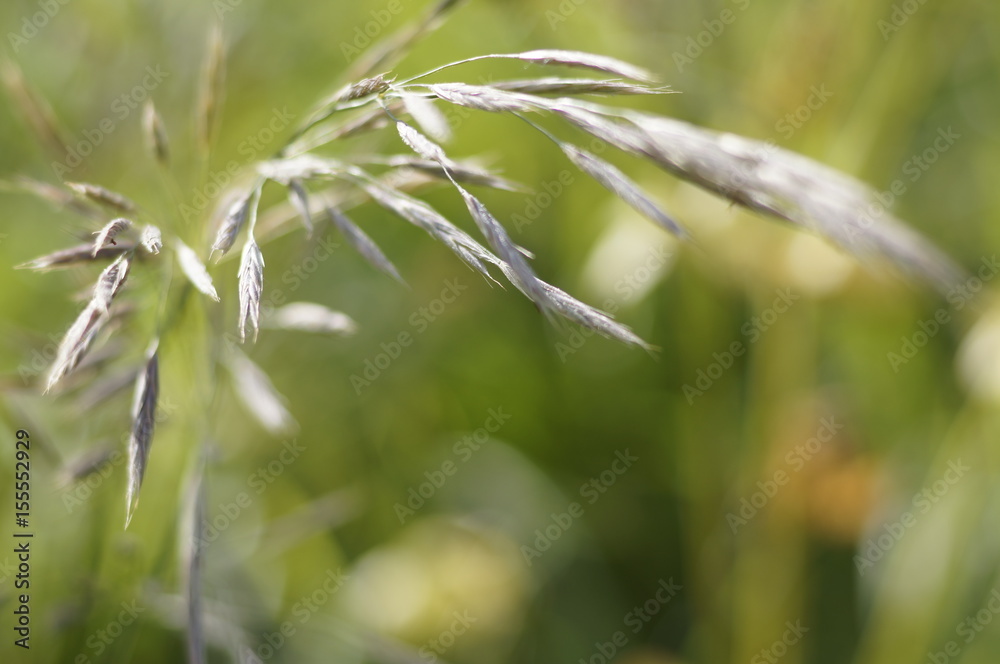 Green blurred background of grass, spikes and flowers on a Sunny day. Bright sun pattern Green blurred background of grass, spikes and flowers on a Sunny day. Bright sun pattern