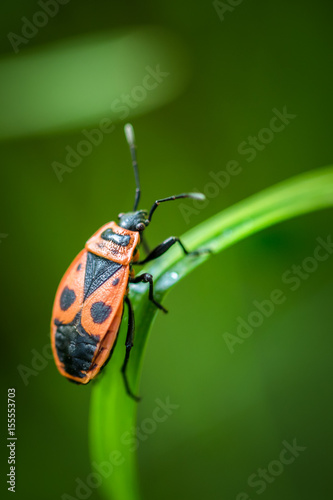Firebug-Pyrrhocoris apterus © tzuky333