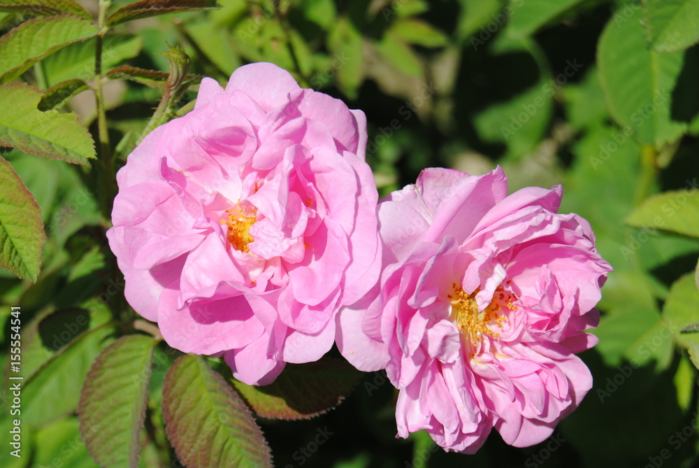 rose centifolia rose centifolia