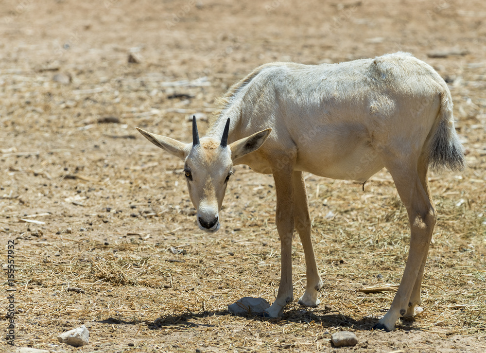 Baby of antelope Arabian white oryx (Oryx dammah) inhabits the Israeli nature reserve because this species is in danger of extinction in its native environment of Sahara desert Baby of antelope Arabian white oryx (Oryx dammah) inhabits the Israeli nature reserve because this species is in danger of extinction in its native environment of Sahara desert