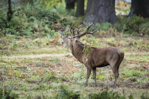 Majestic powerful red deer stag Cervus Elaphus in forest landscape during rut season in Autumn Fall © veneratio